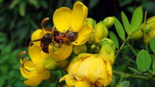 Fear of predators drives honey bees away from good food sources