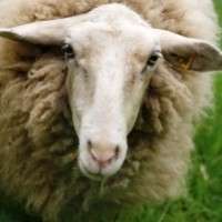 Fears of Japanese aggression in wool trade