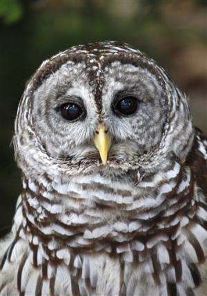Feds kill 26 barred owls to help spotted owl
