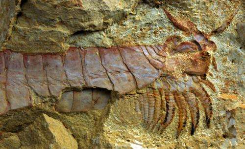 Feeding limbs and nervous system of one of Earth's earliest animals discovered
