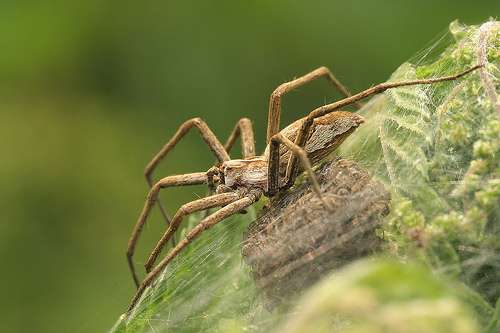 Female spiders prefer the sperm of gift-bearing males