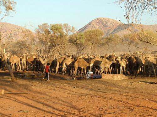 Feral camel management across remote Australia – a successful outcome