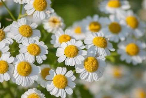 Feverfew genes yield anticancer compounds