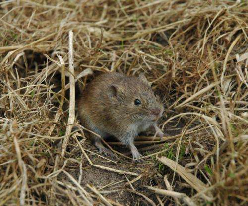 Fewer vole outbreaks across Europe risking other species