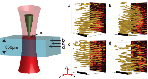 Harmonic holograms: High-speed three-dimensional imaging captures biological dynamics