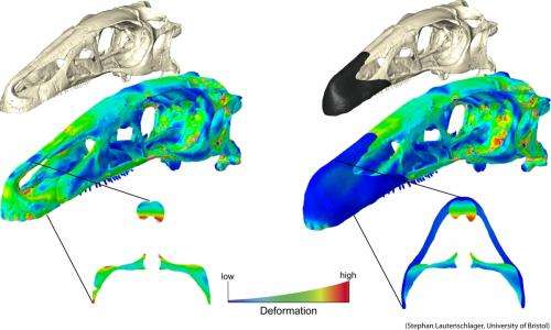 New study sheds light on the functional importance of dinosaur beaks