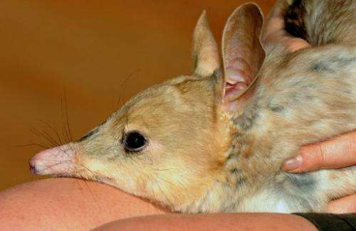 File photo of a nocturnal male bilby at Sydney Wildlife World