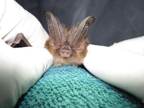 Finding summer homes: Student finds roosts for federally endangered Virginia big-eared bat