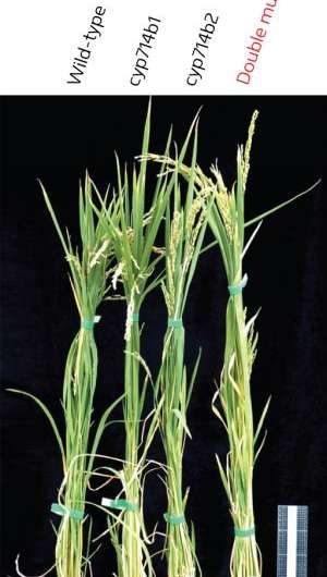 Finding the missing genes in hormone-biosynthesis pathway hints at subtle control of growth in rice
