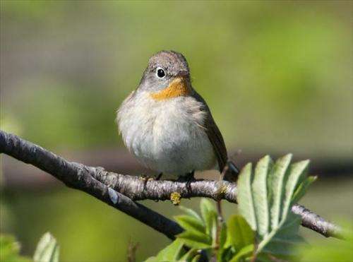 Finland's nature conservation areas unable to sustain forest bird species in future