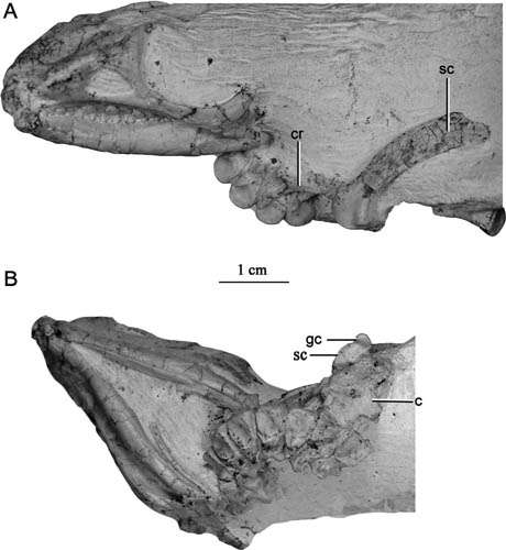 First detailed postcranial anatomy supporting jeholosaurus a basal ornithopod