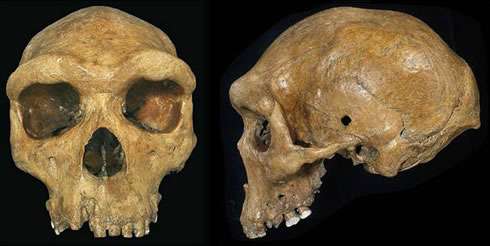 First early human fossil found in Africa makes debut