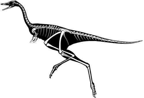 First known monodactyl dinosaur adding knowledge to the evolution and biogeography of alvarezsauroids