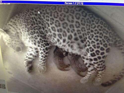 First Persian leopard cubs born in Russia for 50 years