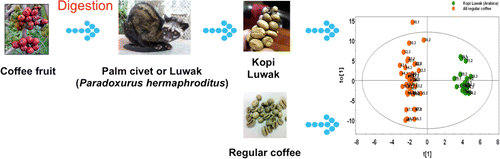 First scientific method to authenticate world's costliest coffee