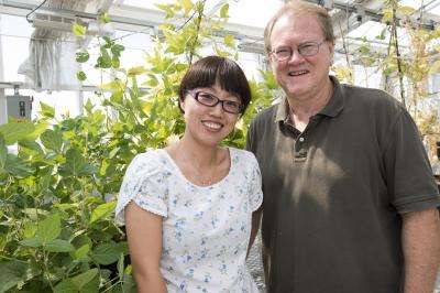 First step to reduce plant need for nitrogen fertilizer uncovered