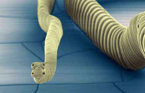 First tapeworm genomes give insights into parasite evolution