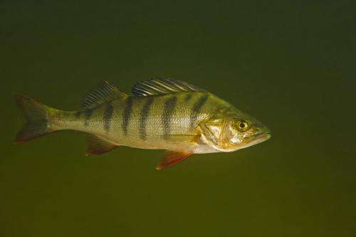 Fish become bolder and more gluttonous from drug residue