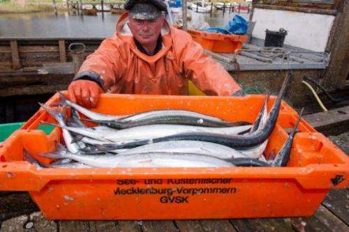 Fisherman Jorg Perschke delivers pike on May 14, 2013 at the port of Stahlbrode in Germany