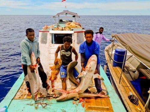 Fishermen hold carcasses of dead sharks caught in Raja Ampat, Indonesia's West Papua province