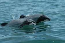 Fishing threatens rare dolphins in tourist hotspot: Otago study