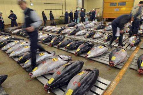 Fishmongers inspect bluefin tuna at Tokyo's Tsukiji fish market on January 5, 2013