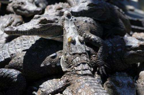 Five dead crocodiles and a cache of other rare species were found in the home of a suspected wildlife trader