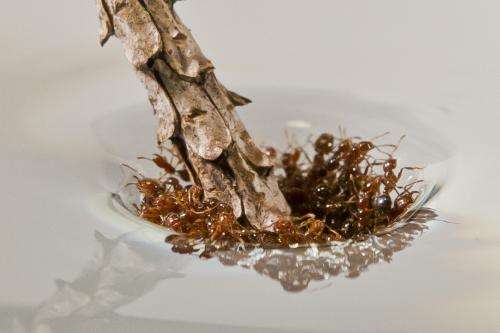 Flexible, stretchable fire-ant rafts