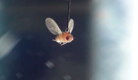 Flies reveal that a sense of smell, like a melody, depends upon timing