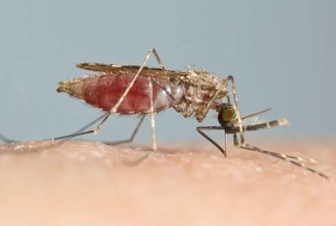 Flight behaviour of hungry malaria mosquitoes analysed