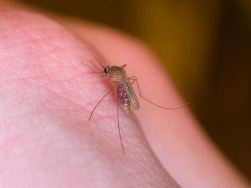 Flood impact on mosquitoes unclear, according to Iowa State entomologist