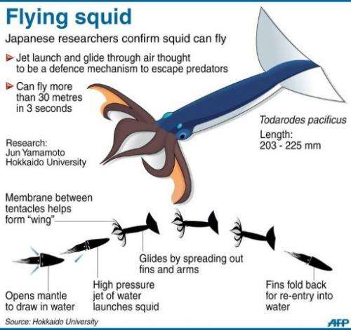 Flying squid