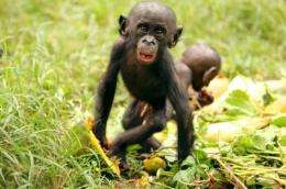 Food for friendship: Bonobos share with strangers in exchange for company
