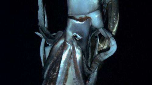 Footage captured by NHK and Discovery Channel in July 2012 shows a giant squid in the sea near Chichi island