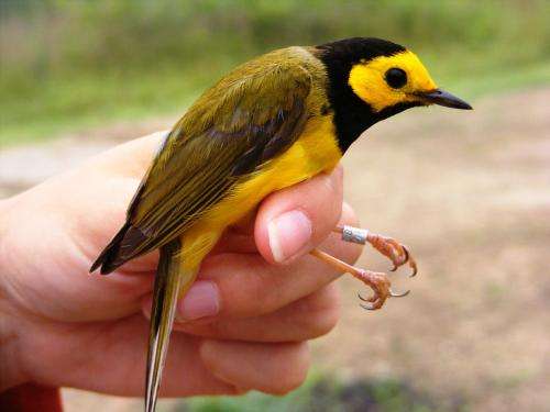 Forest-interior birds may be benefiting from harvested clearings