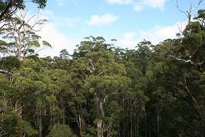 Forest monitoring technology could help in carbon accounting