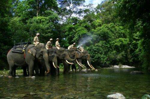 Forest rangers patrol with elephants as part of a campaign against illegal logging in Jantho, Indonesia on May 21, 2010
