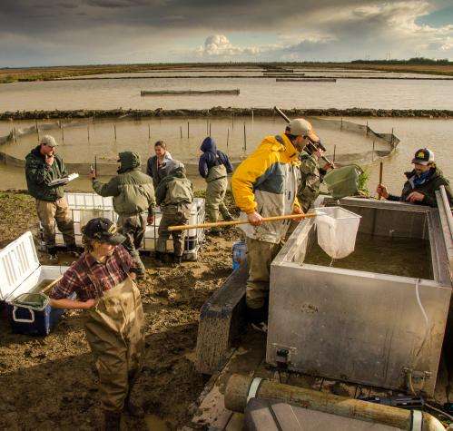 For fish and rice to thrive in Yolo Bypass, 'just add water'