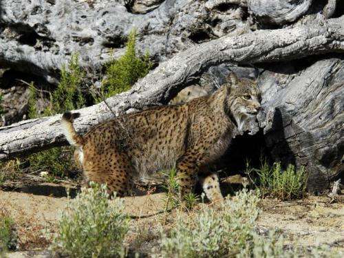 For the first time Iberian lynx embryos are collected and preserved