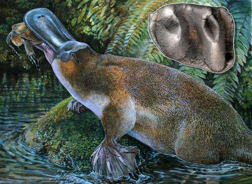 Fossil of largest known platypus discovered in Australia