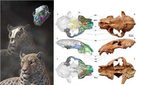 Fossil of new big cat species discovered; oldest ever found