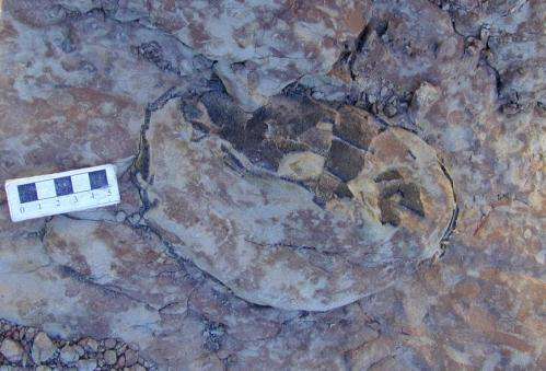 Four dinosaur eggs identified in Coll de Nargó