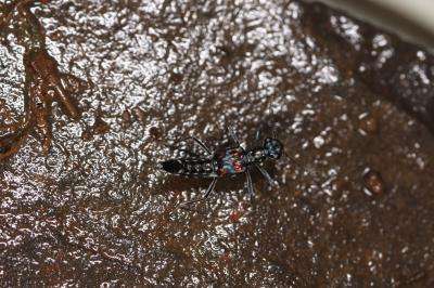 Four new species of water-gliding rove beetles discovered in Ningxia, China