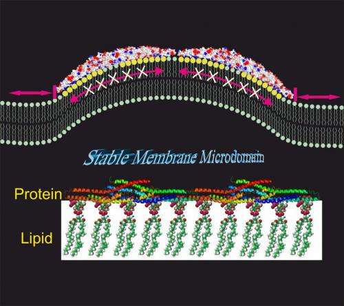 Freeze! A protein group affecting lipid dynamics at cell membranes discovered