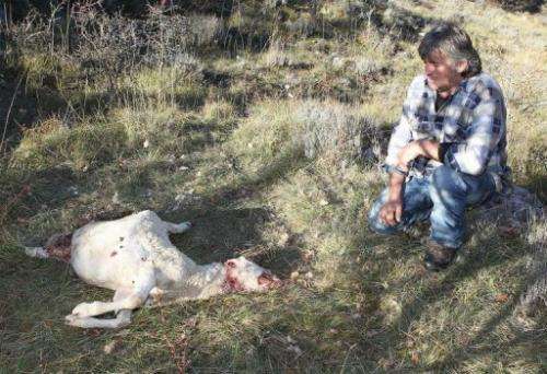 French shepherd Bernard Bruno looks at one of his sheep, killed by wolves three days before, on November 7, 2012
