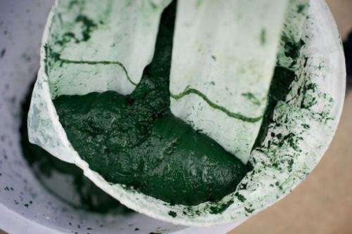 Fresh spirulina is pictured at a spirulina farm on the top of a hotel in Bangkok on June 24, 2013