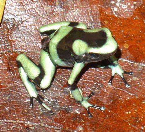 Frog-killing fungus paralyzes amphibian immune response