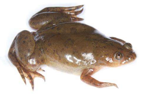 Frogs in California harbor deadly amphibian pathogen, Stanford researchers find