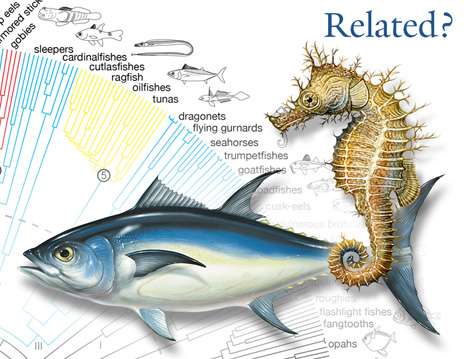 From flounders to seahorses: Evolutionary success of spiny-rayed fishes detailed