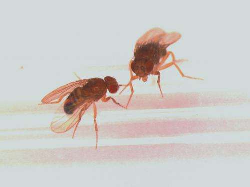Fruit flies with better sex lives live longer